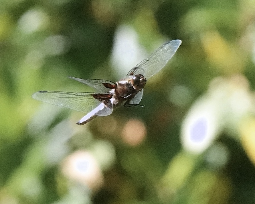 broad-bodied chaser